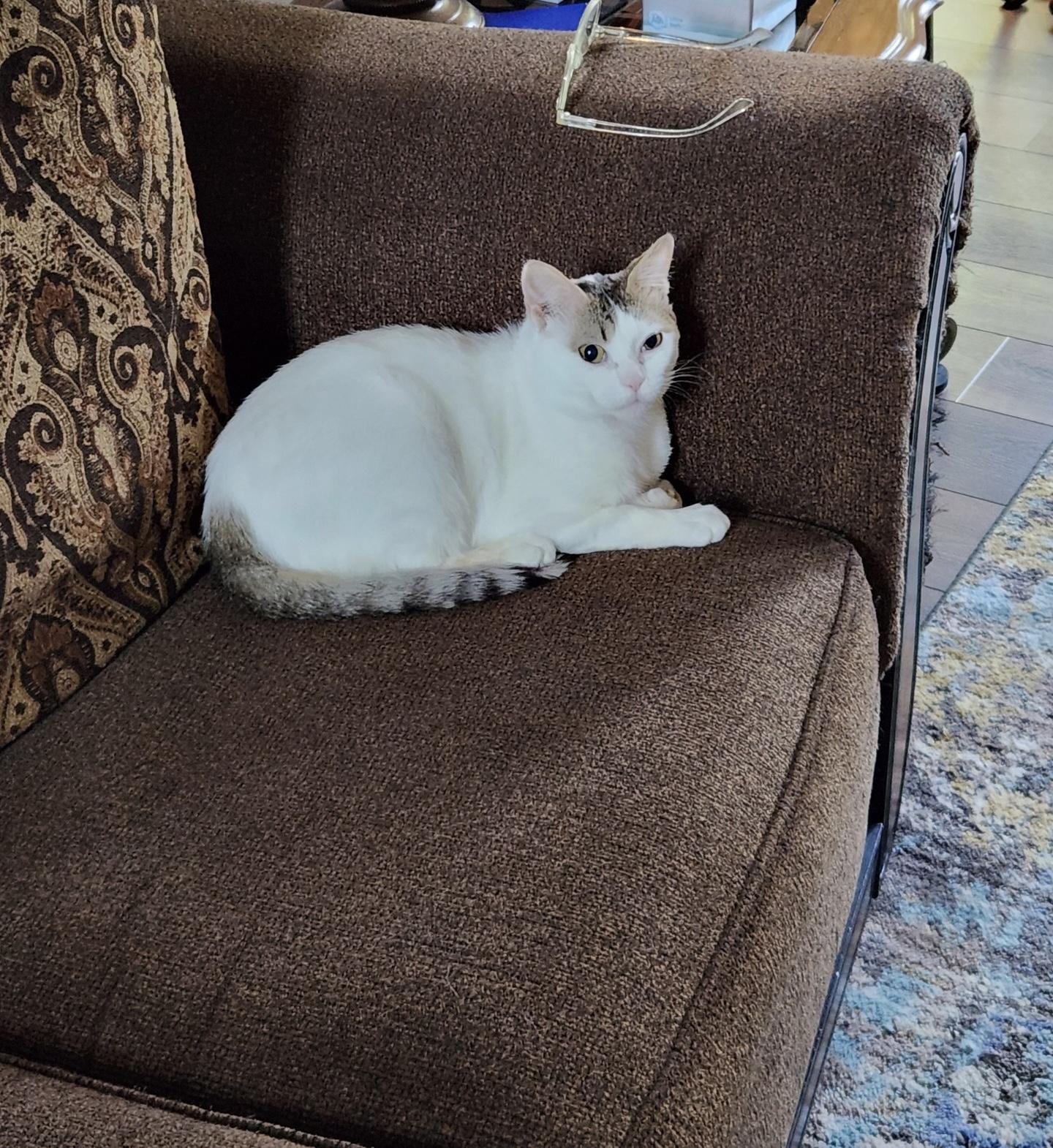 Dave - White - Adult Male