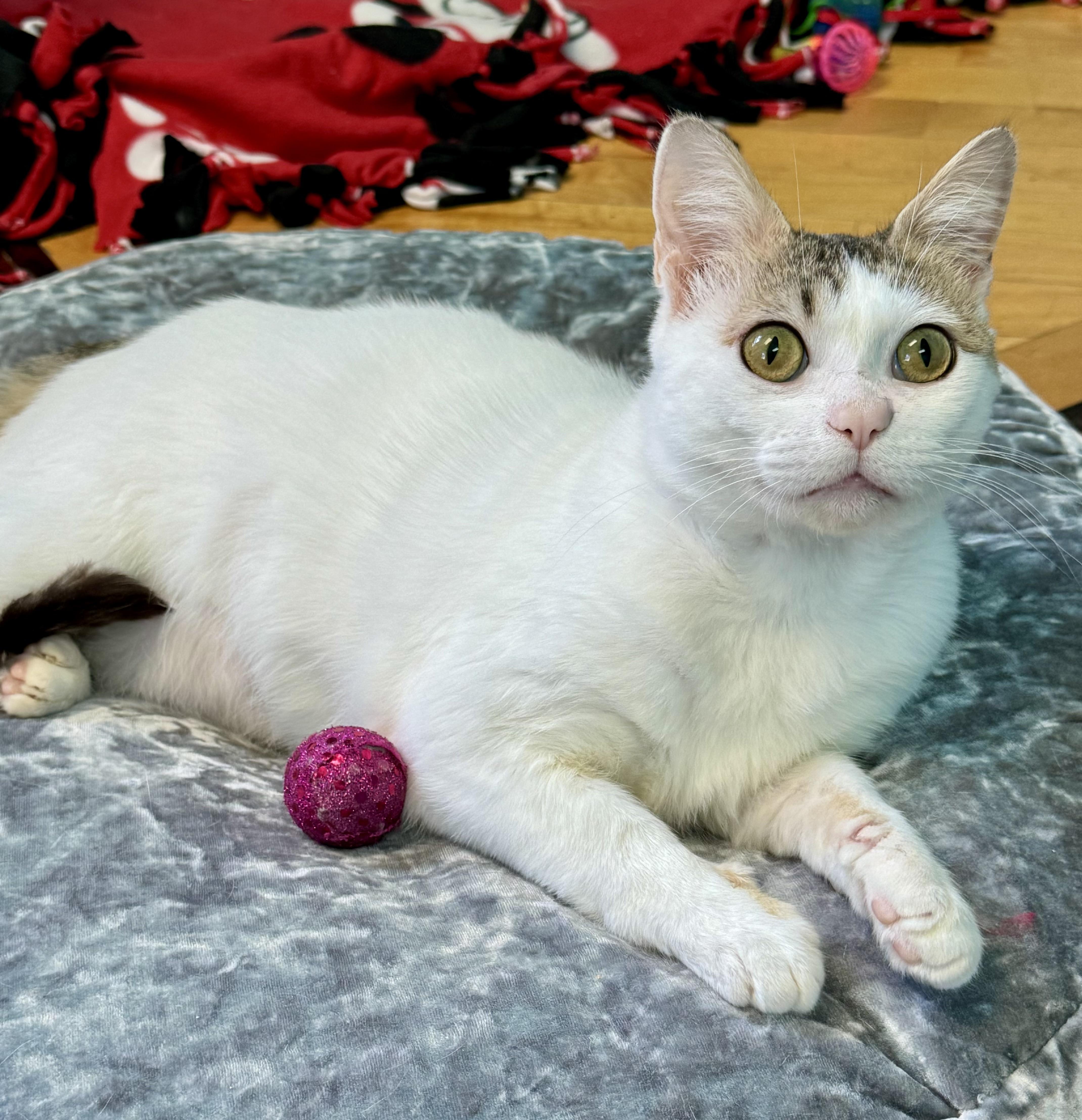 Dave - White - Adult Male