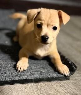Theodore , Adoptable, Puppy Male Chihuahua.