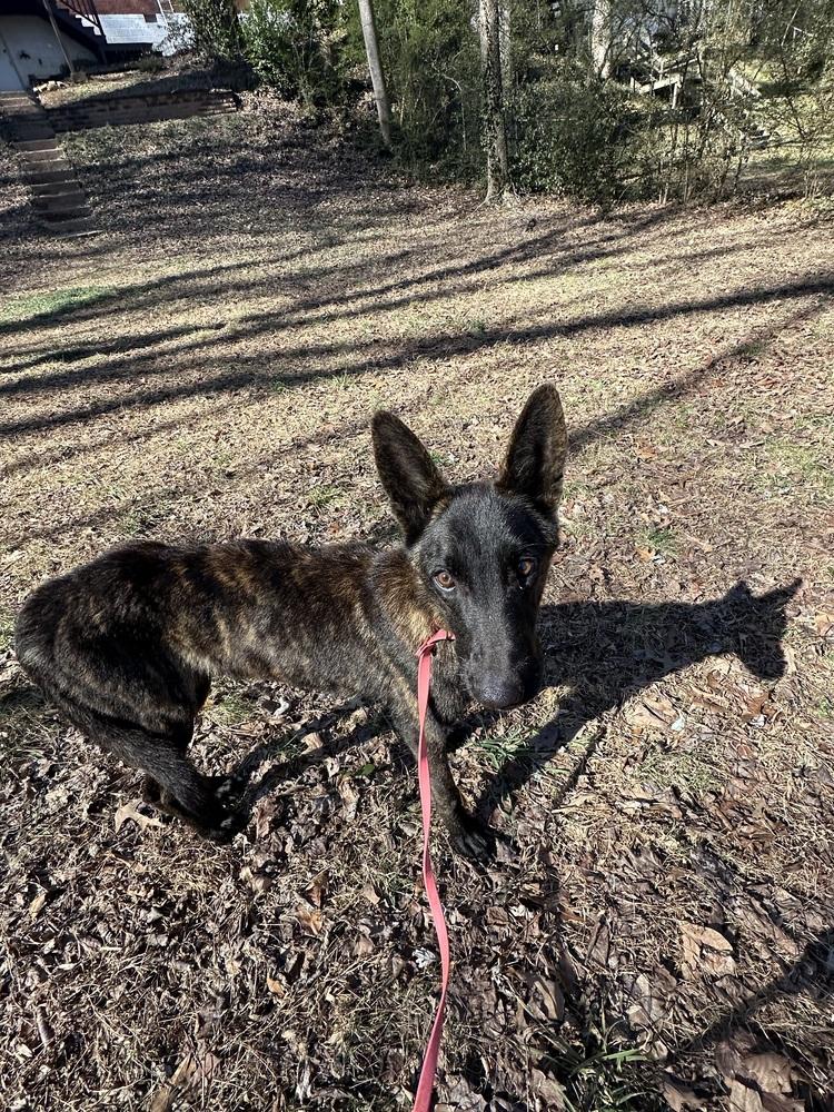 Balto - Located in Ohio, a Adoptable Dutch Shepherd in Cleveland, OH image 1/4