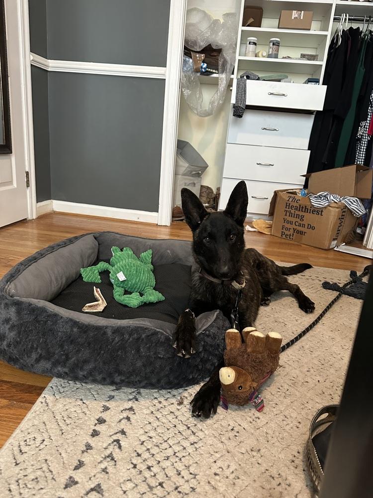 Balto - Located in Ohio, a Adoptable Dutch Shepherd in Cleveland, OH image 2/4