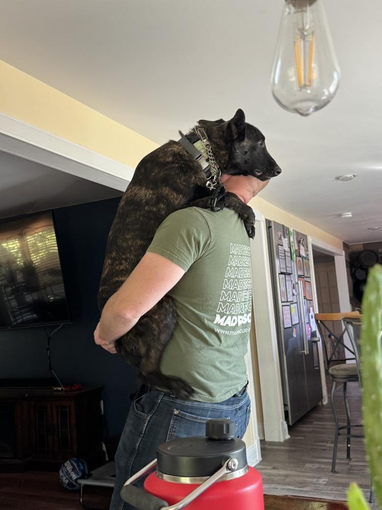 Balto - Located in Ohio, a Adoptable Dutch Shepherd in Cleveland, OH image 3/4