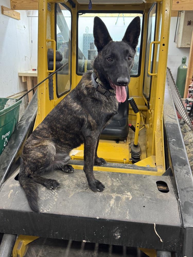 Balto - Located in Ohio, a Adoptable Dutch Shepherd in Cleveland, OH image 4/4