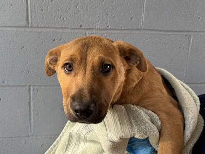 Gust, Adoptable, Puppy Male Labrador Retriever & Mixed Breed.