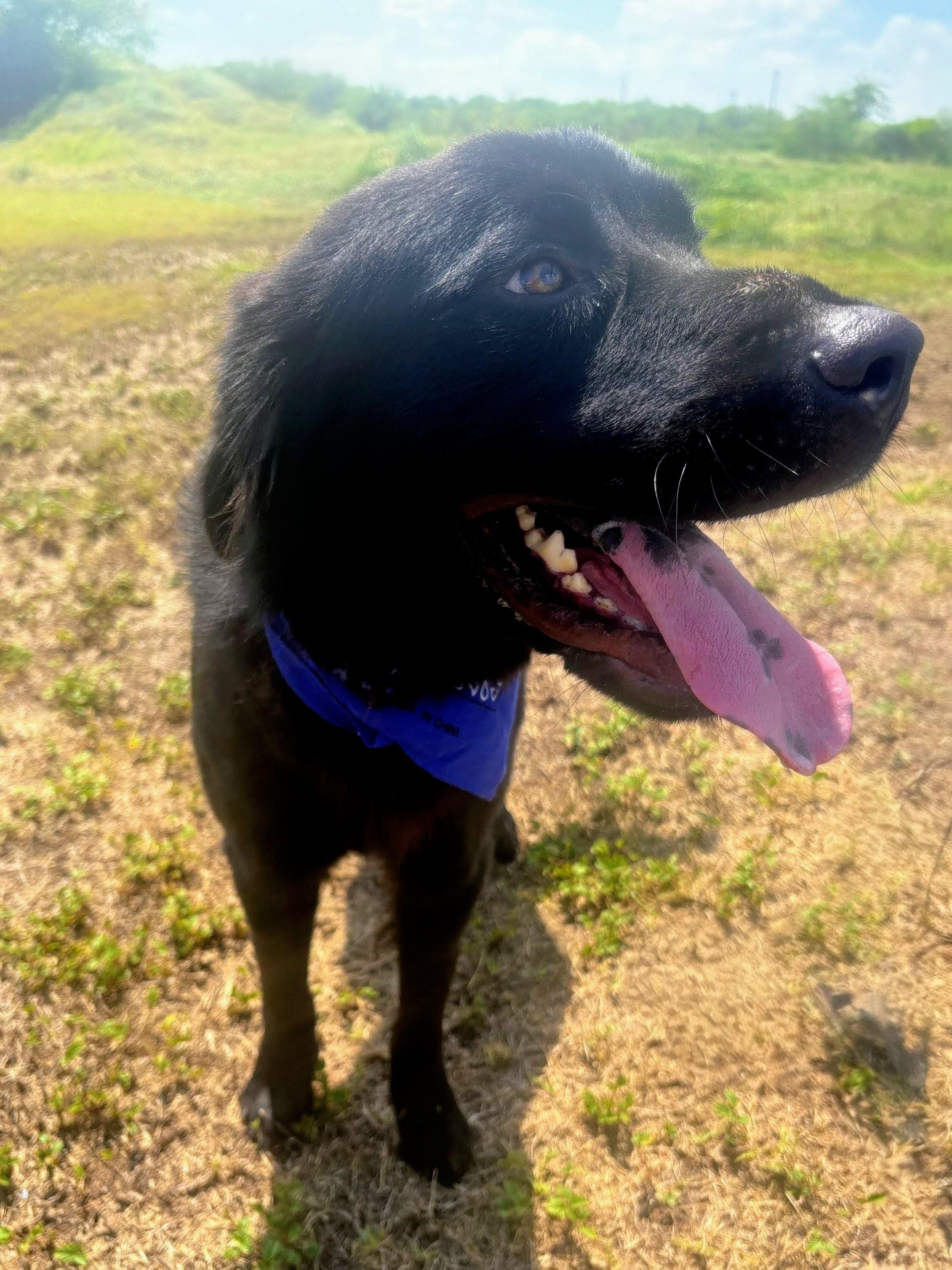 Leo - In NJ, a Adoptable mixed breed in Willington, CT image 2/6