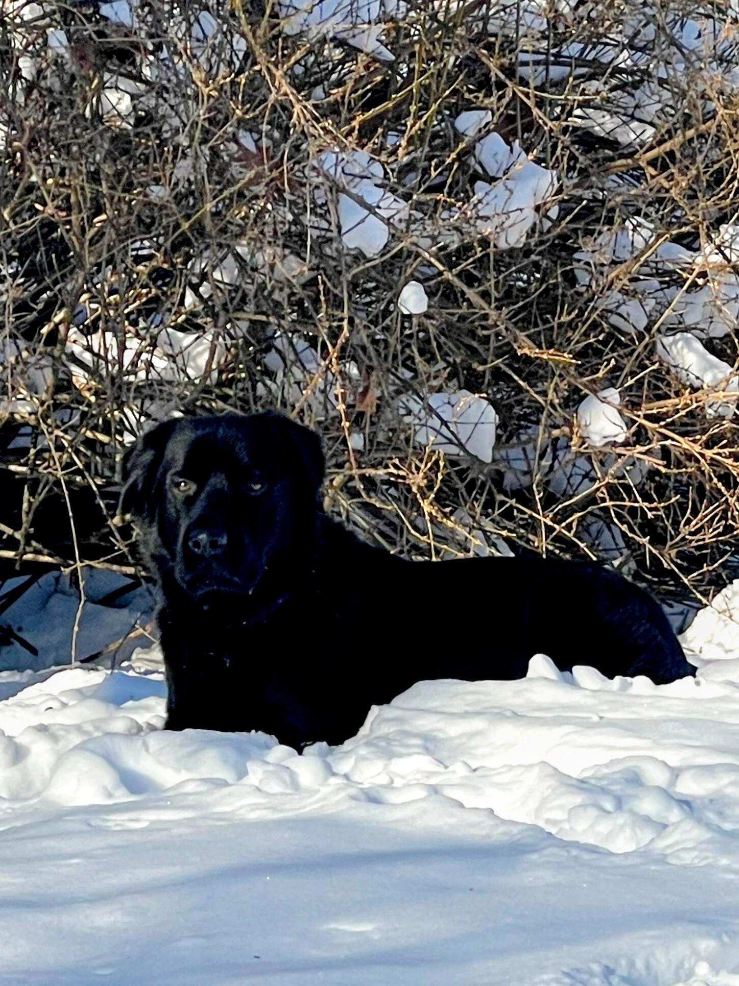 Leo - In NJ, Adoptable, Young Male Black Labrador Retriever & Golden Retriever.