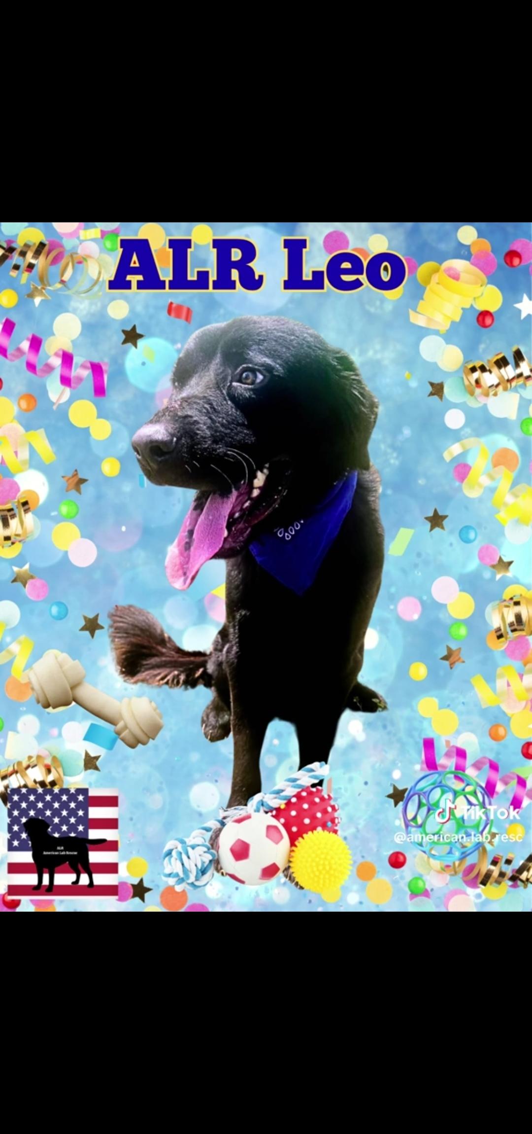 Leo - In NJ, a Adoptable mixed breed in Willington, CT image 5/6