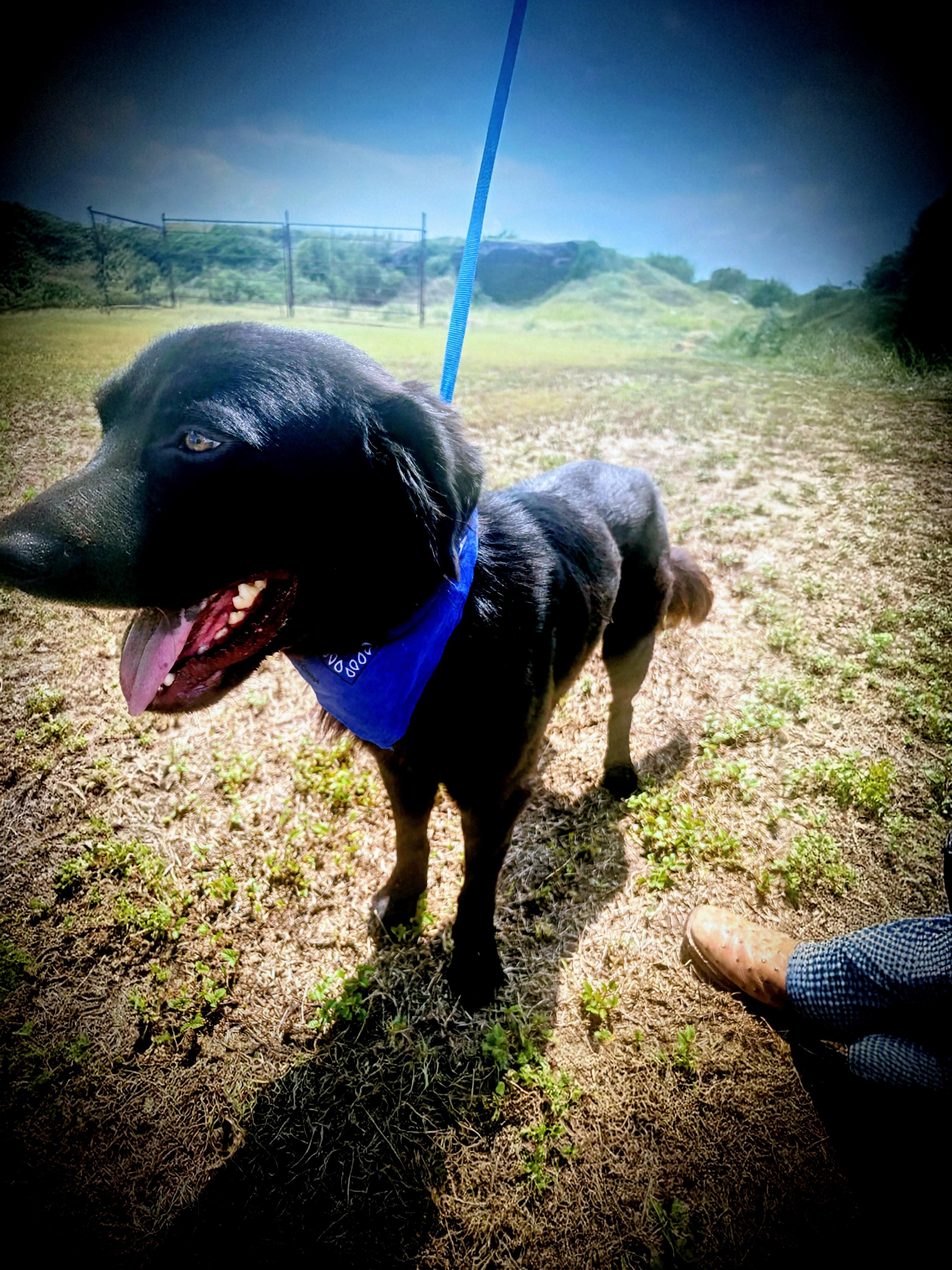 Leo - In NJ, a Adoptable mixed breed in Willington, CT image 6/6