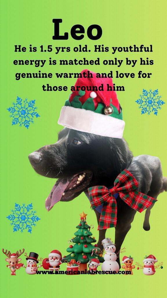 Leo - In NJ, a Adoptable mixed breed in Willington, CT image 4/6