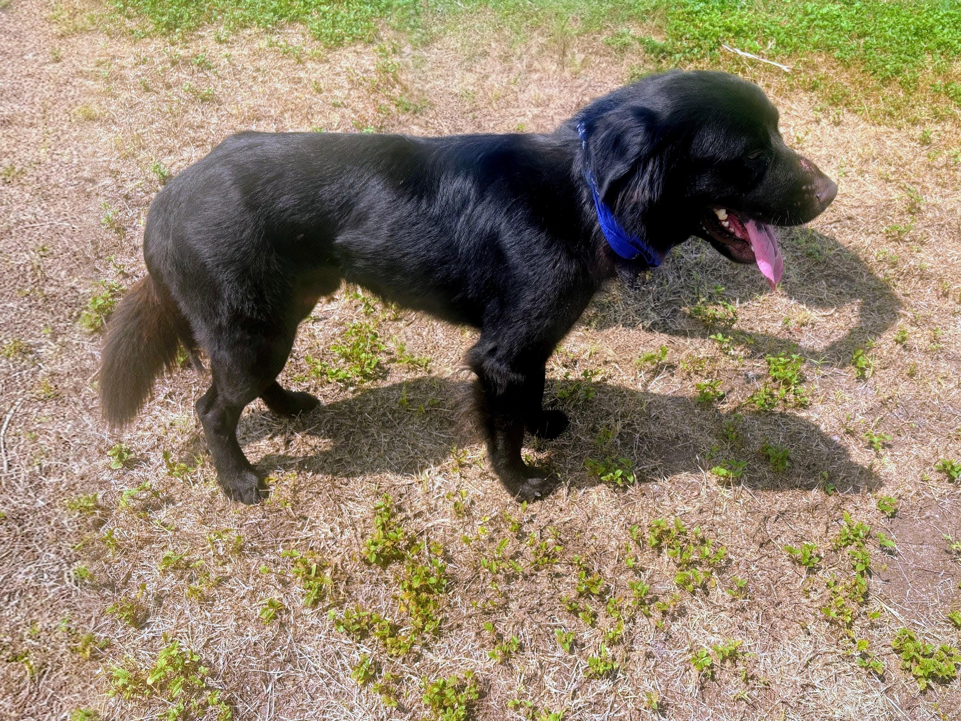 Leo - In NJ, a Adoptable mixed breed in Willington, CT image 3/6