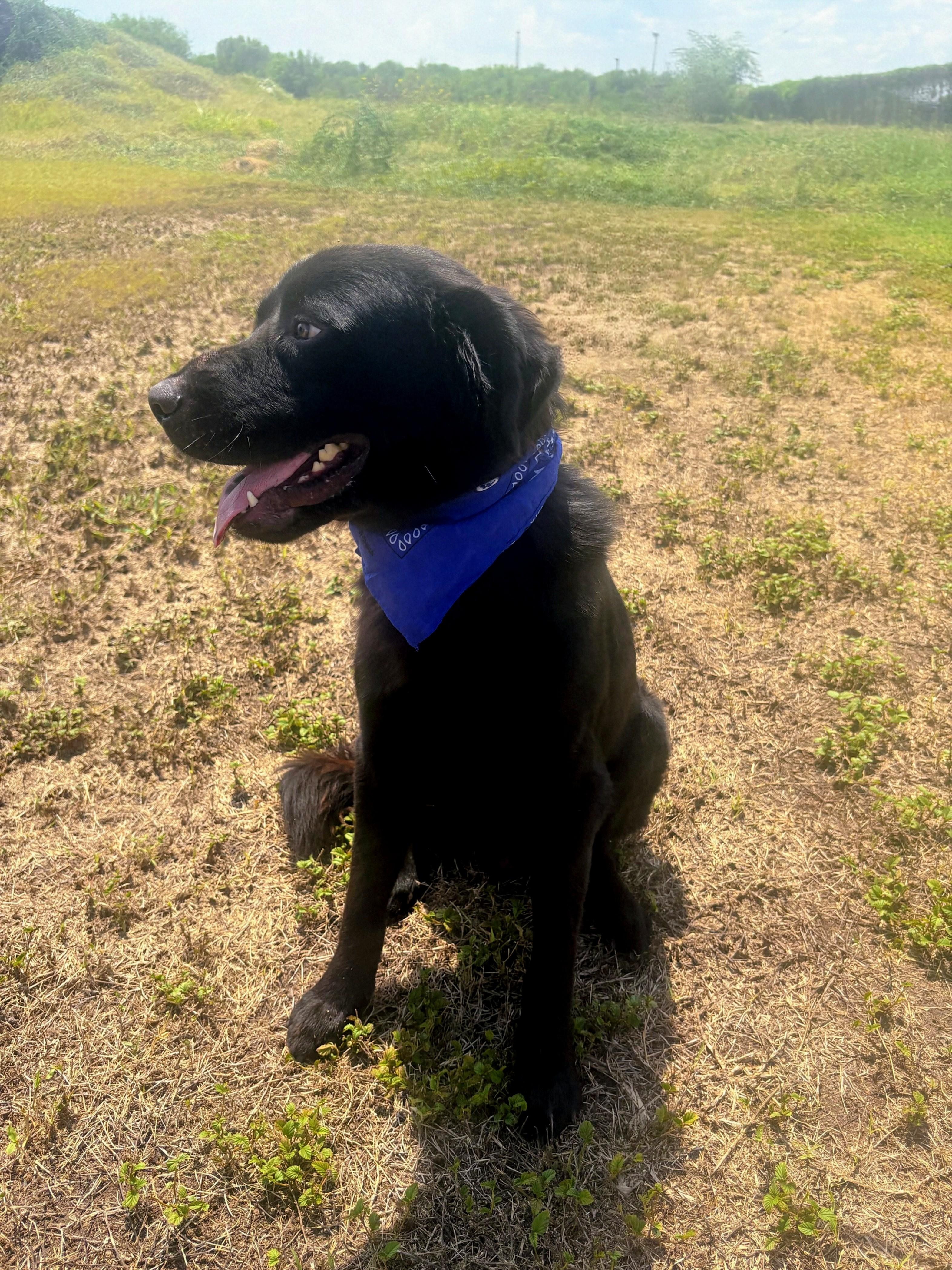 Leo - In NJ, a Adoptable mixed breed in Willington, CT image 1/6