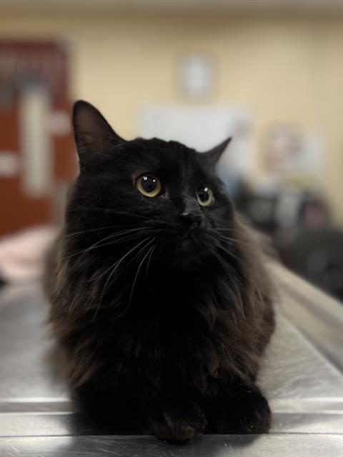 Enlarge ORANGE BLOSSOM, a Adoptable Domestic Long Hair in Aliquippa, PA image 1/1