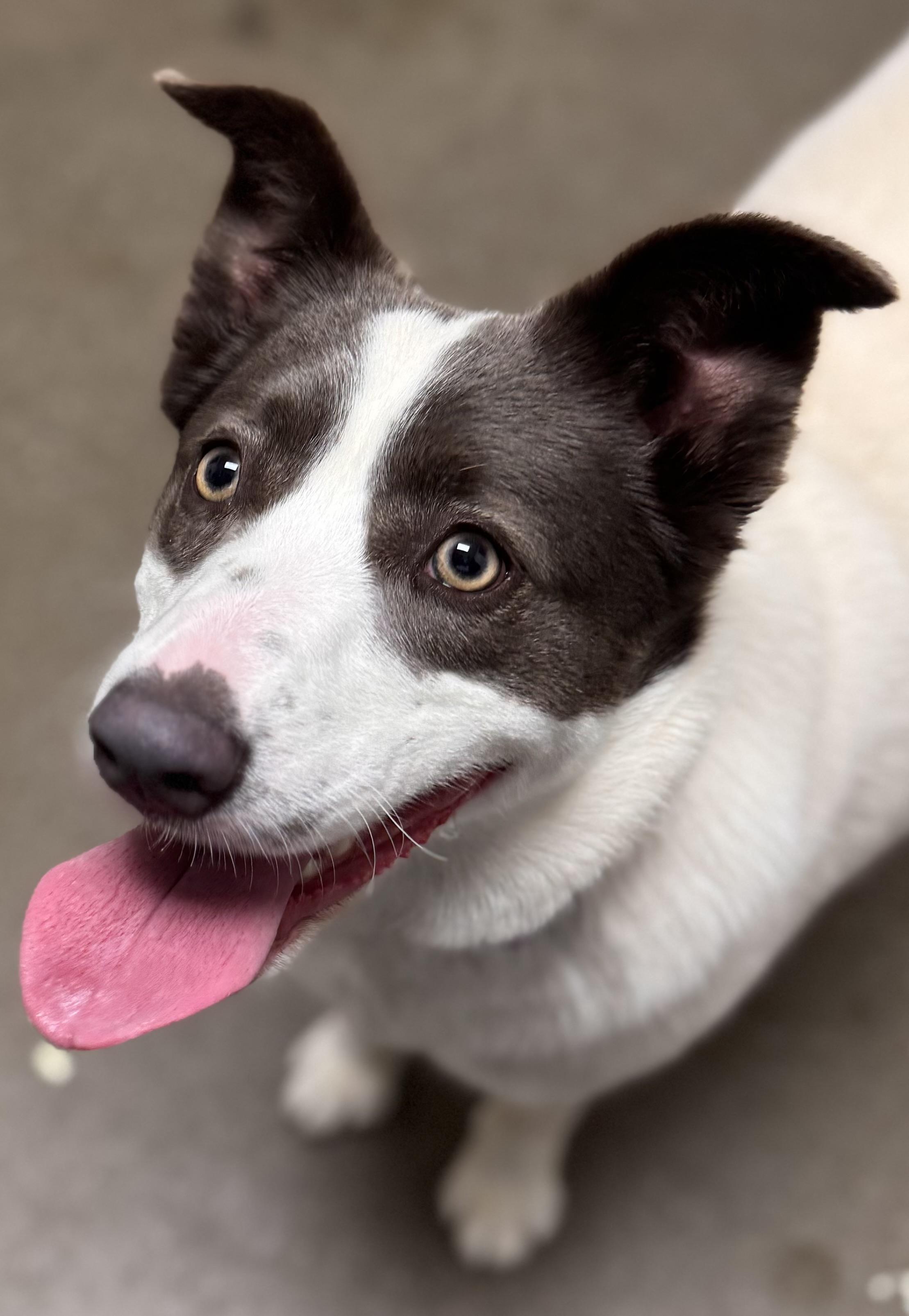 Manchas, a Adoptable mixed breed in Chico, CA image 1/4