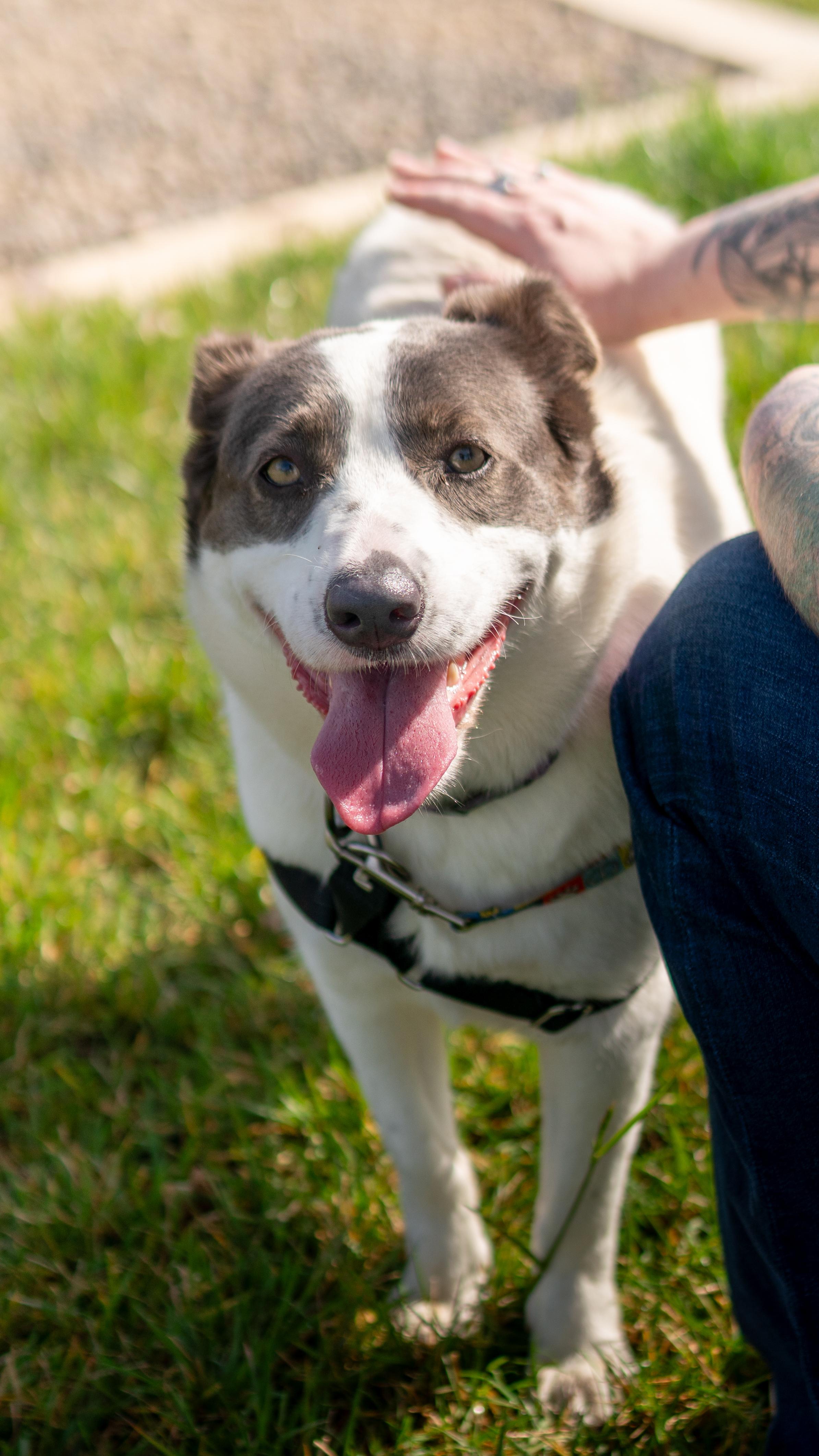 Enlarge Manchas, a Adoptable mixed breed in Chico, CA image 2/6