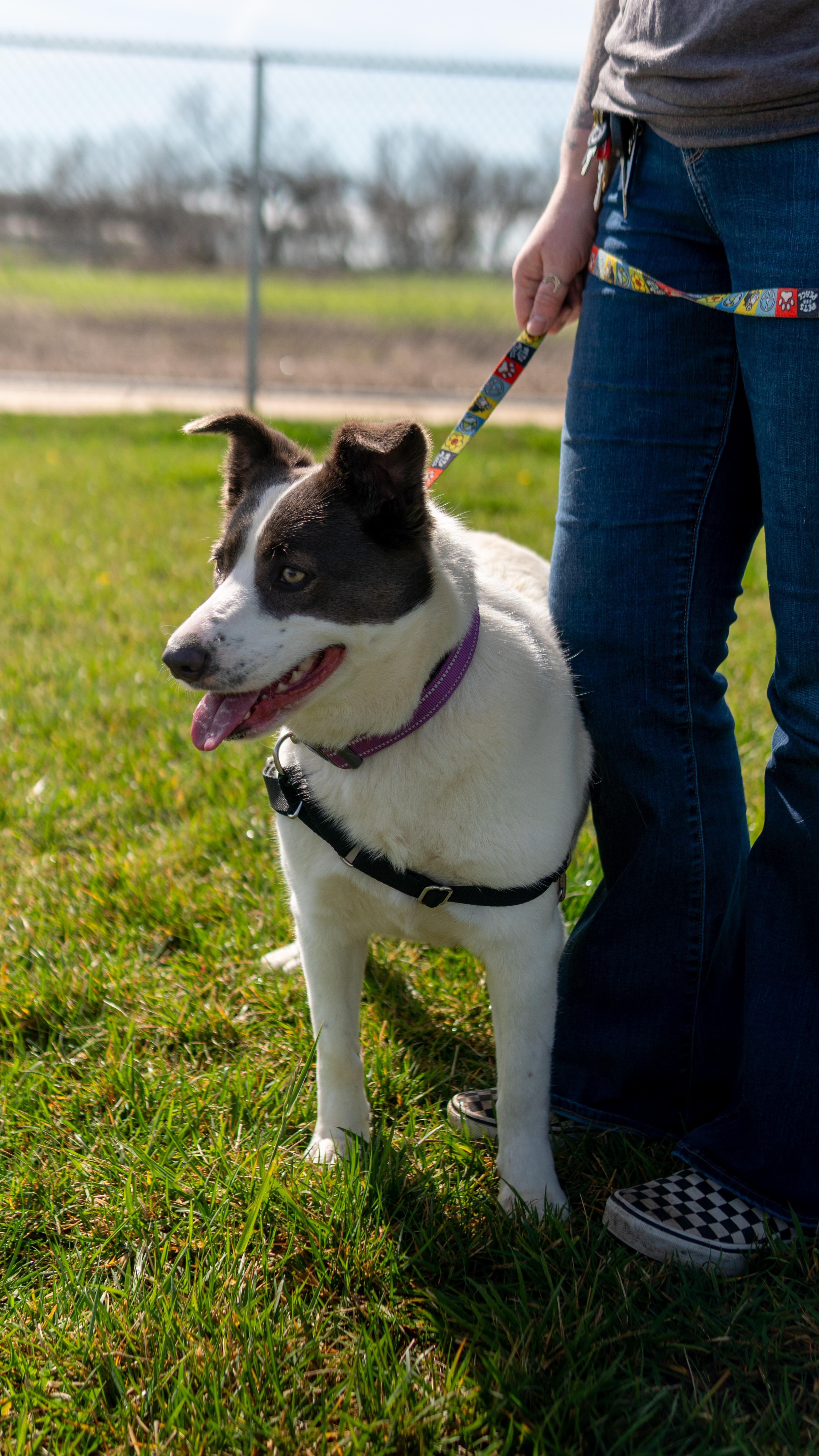Enlarge Marigold, a Adoptable mixed breed in Chico, CA image 3/6