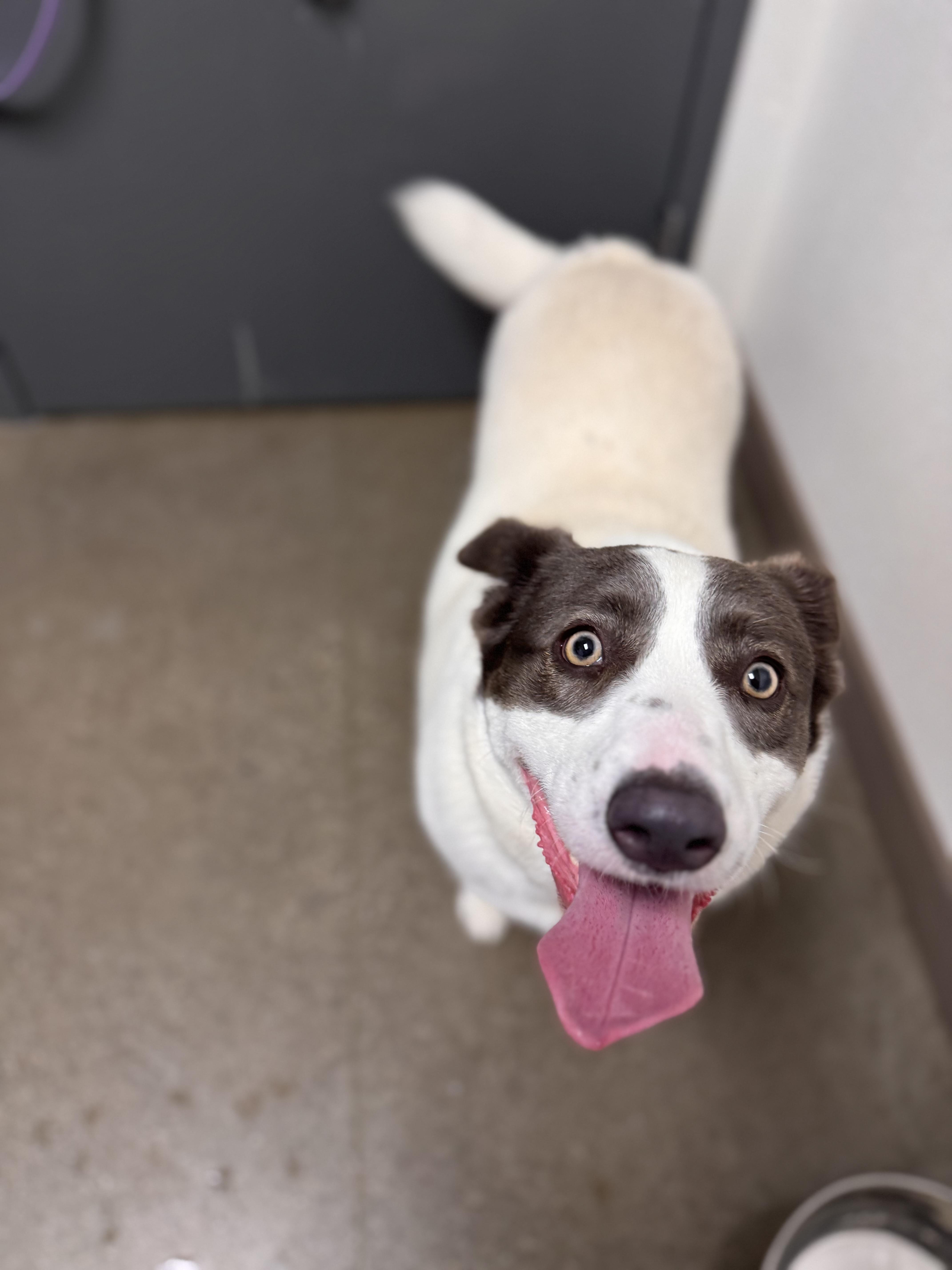 Manchas, a Adoptable mixed breed in Chico, CA image 2/4