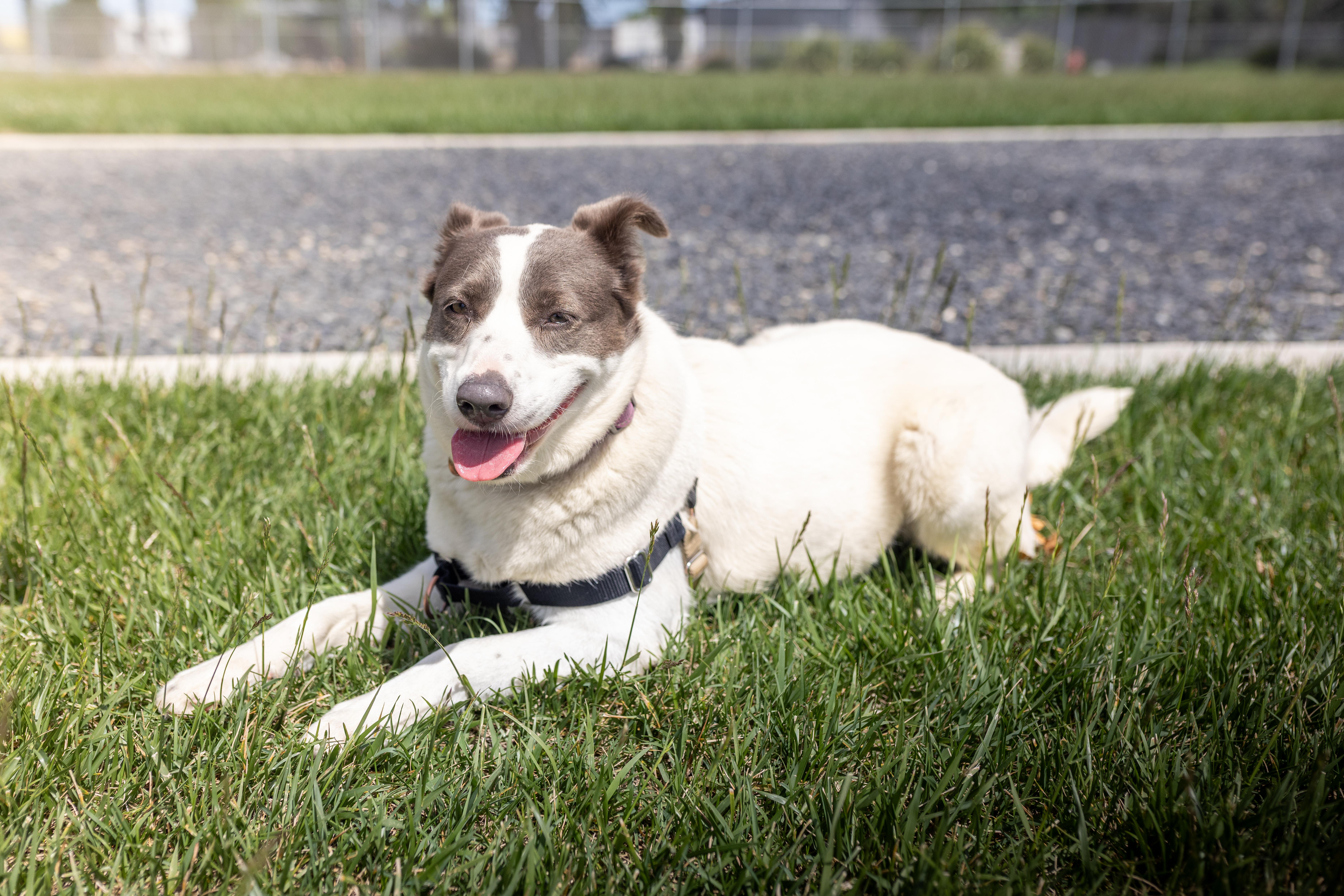 Enlarge Marigold, a Adoptable mixed breed in Chico, CA image 3/4