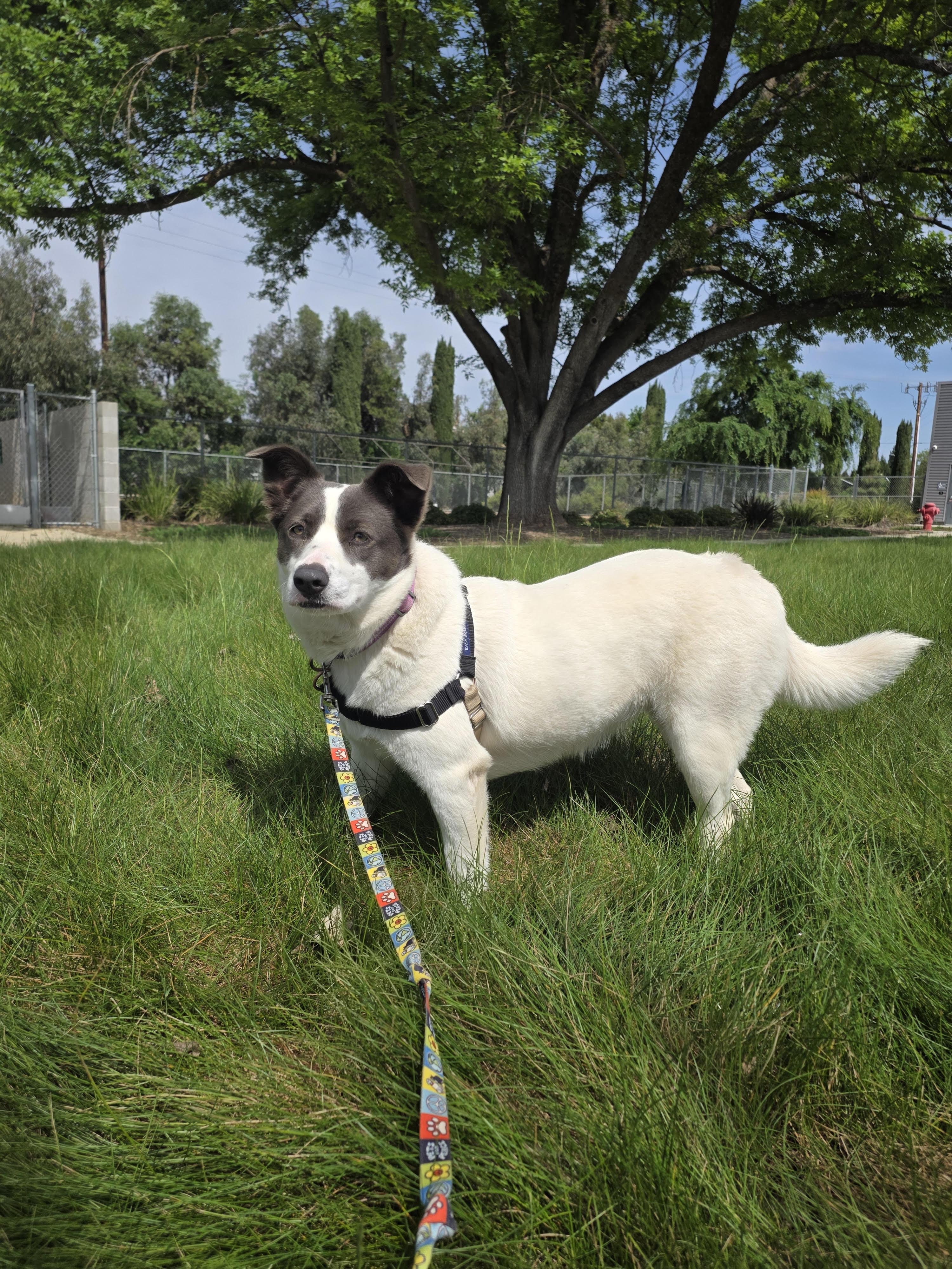 Enlarge Marigold, a Adoptable mixed breed in Chico, CA image 5/6