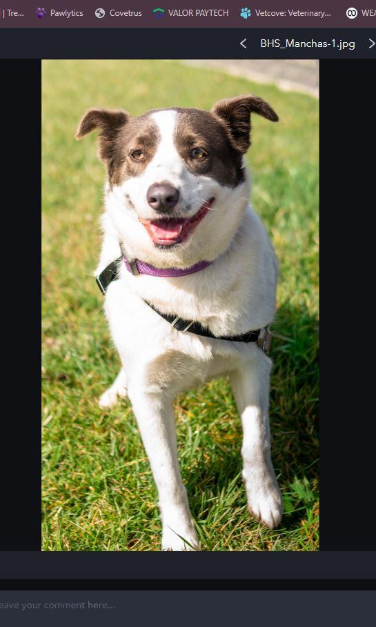 Enlarge Manchas, a Adoptable mixed breed in Chico, CA image 6/6