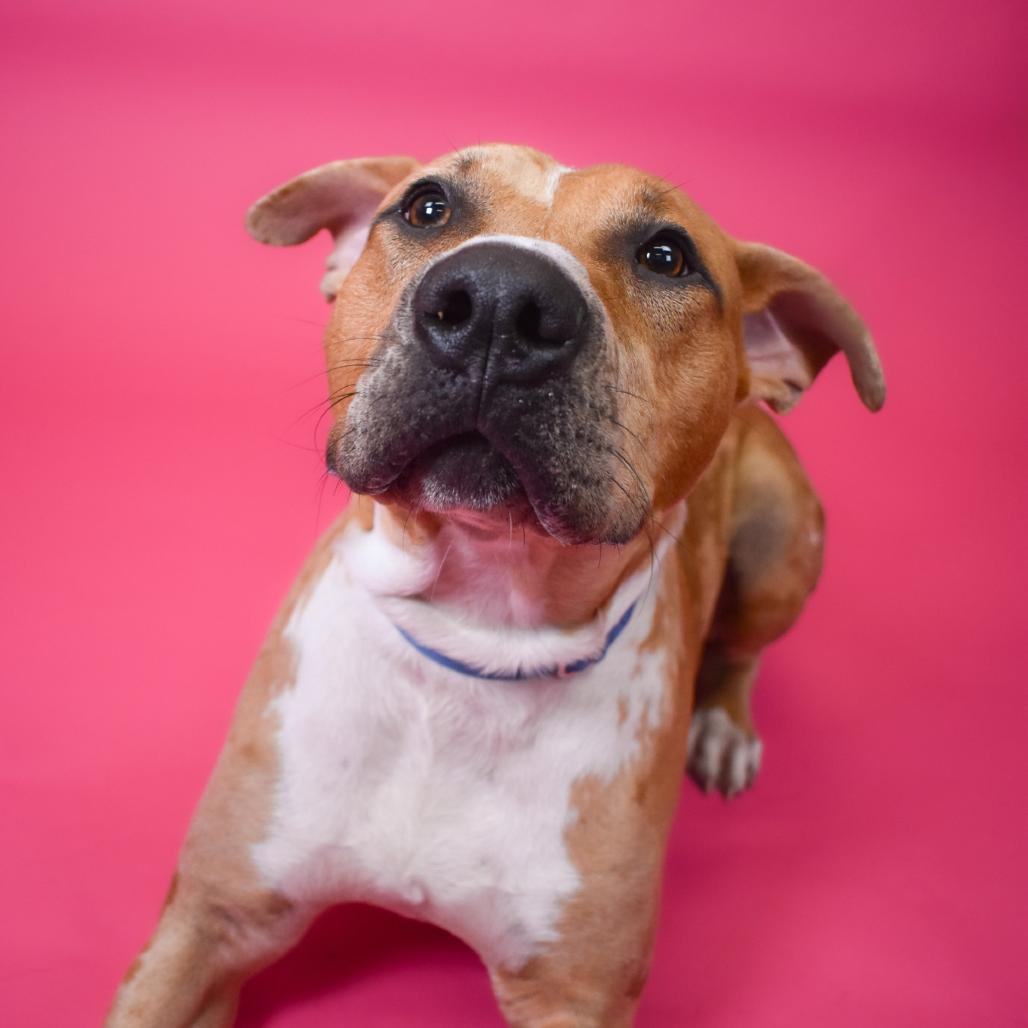 Enlarge Linzer, a Adoptable mixed breed in West Palm Beach, FL image 1/6