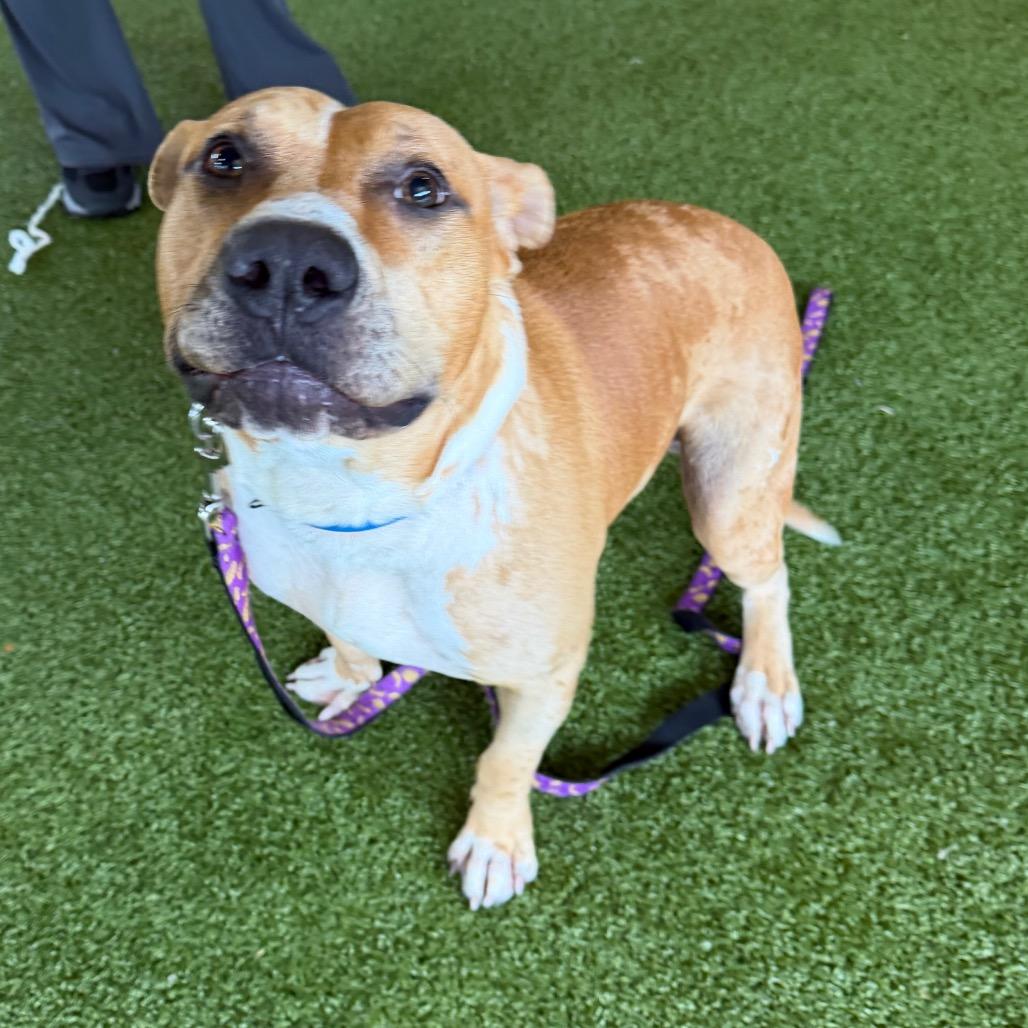 Enlarge Linzer, a Adoptable mixed breed in West Palm Beach, FL image 2/6