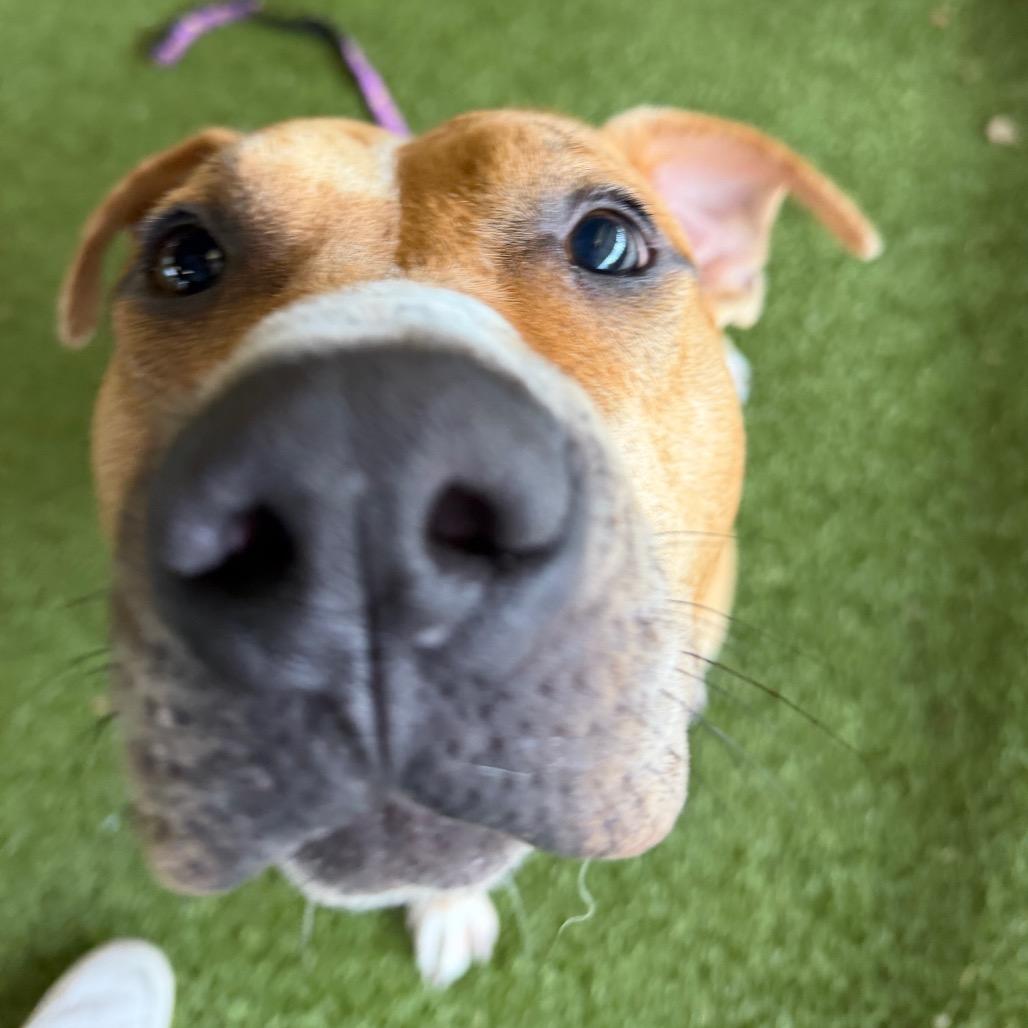 Enlarge Linzer, a Adoptable mixed breed in West Palm Beach, FL image 3/6