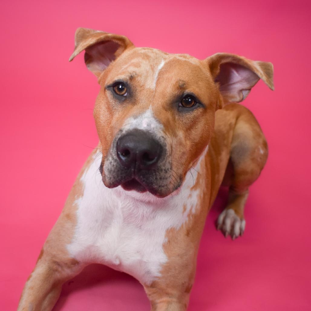 Enlarge Linzer, a Adoptable mixed breed in West Palm Beach, FL image 5/6