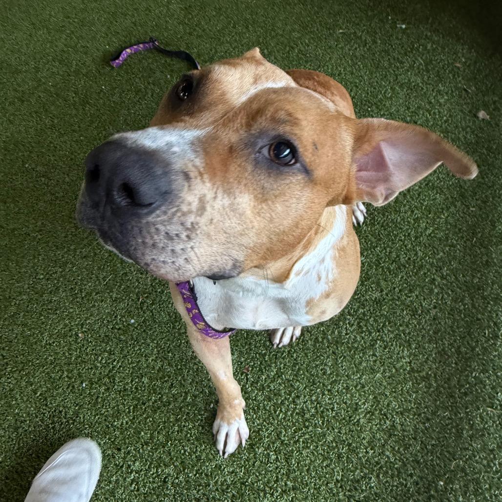 Enlarge Linzer, a Adoptable mixed breed in West Palm Beach, FL image 6/6