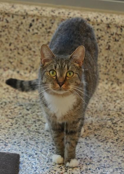 Enlarge Grace 57745, a Adoptable Domestic Short Hair in Aiken, SC image 1/2