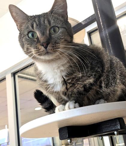 Grace 57745, Adoptable, Adult Female Domestic Short Hair & Domestic Short Hair.