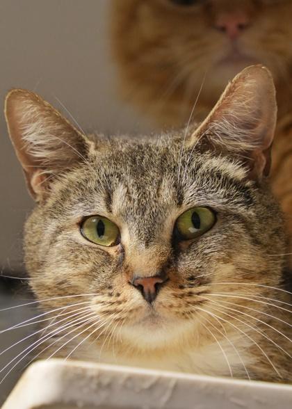 Enlarge Grace 57745, a Adoptable Domestic Short Hair in Aiken, SC image 2/2