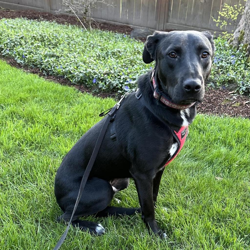 Leo, a Adoptable Black Labrador Retriever in Newberg, OR image 1/6