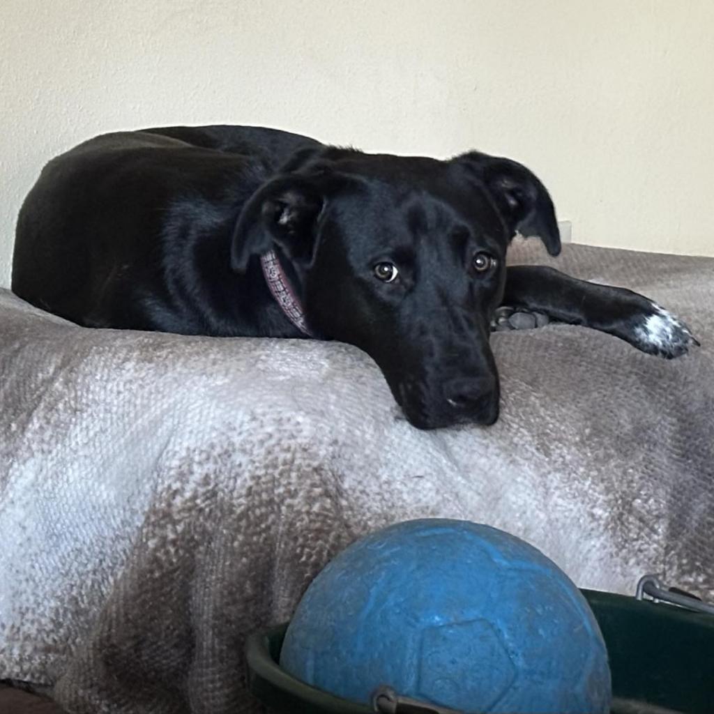 Leo, a Adoptable Black Labrador Retriever in Newberg, OR image 2/6