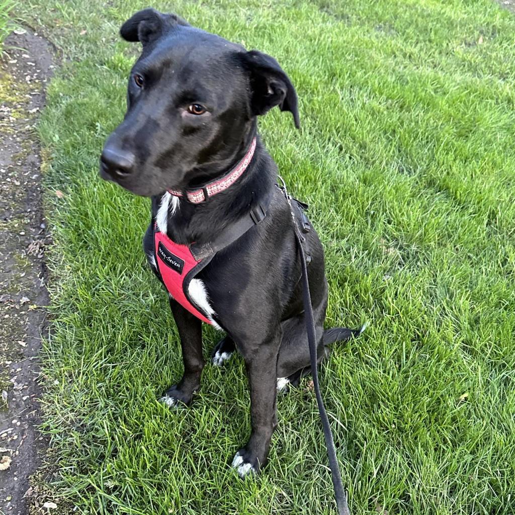 Leo, a Adoptable Black Labrador Retriever in Newberg, OR image 3/6
