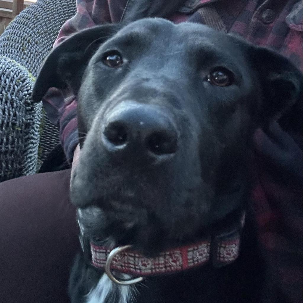 Leo, a Adoptable Black Labrador Retriever in Newberg, OR image 4/6
