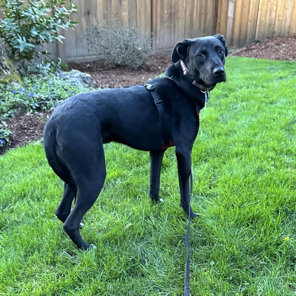 Leo, a Adoptable Black Labrador Retriever in Newberg, OR image 5/6
