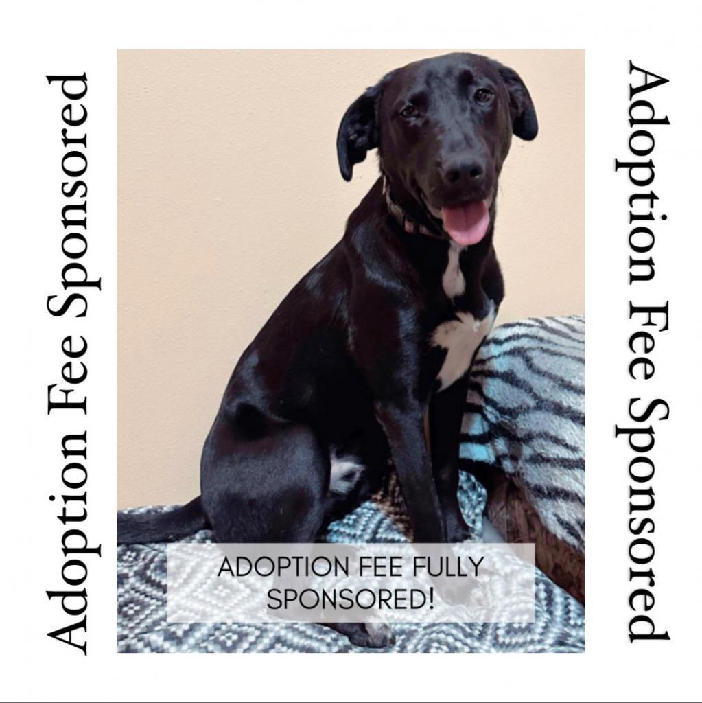 Leo, a Adoptable Black Labrador Retriever in Newberg, OR image 6/6