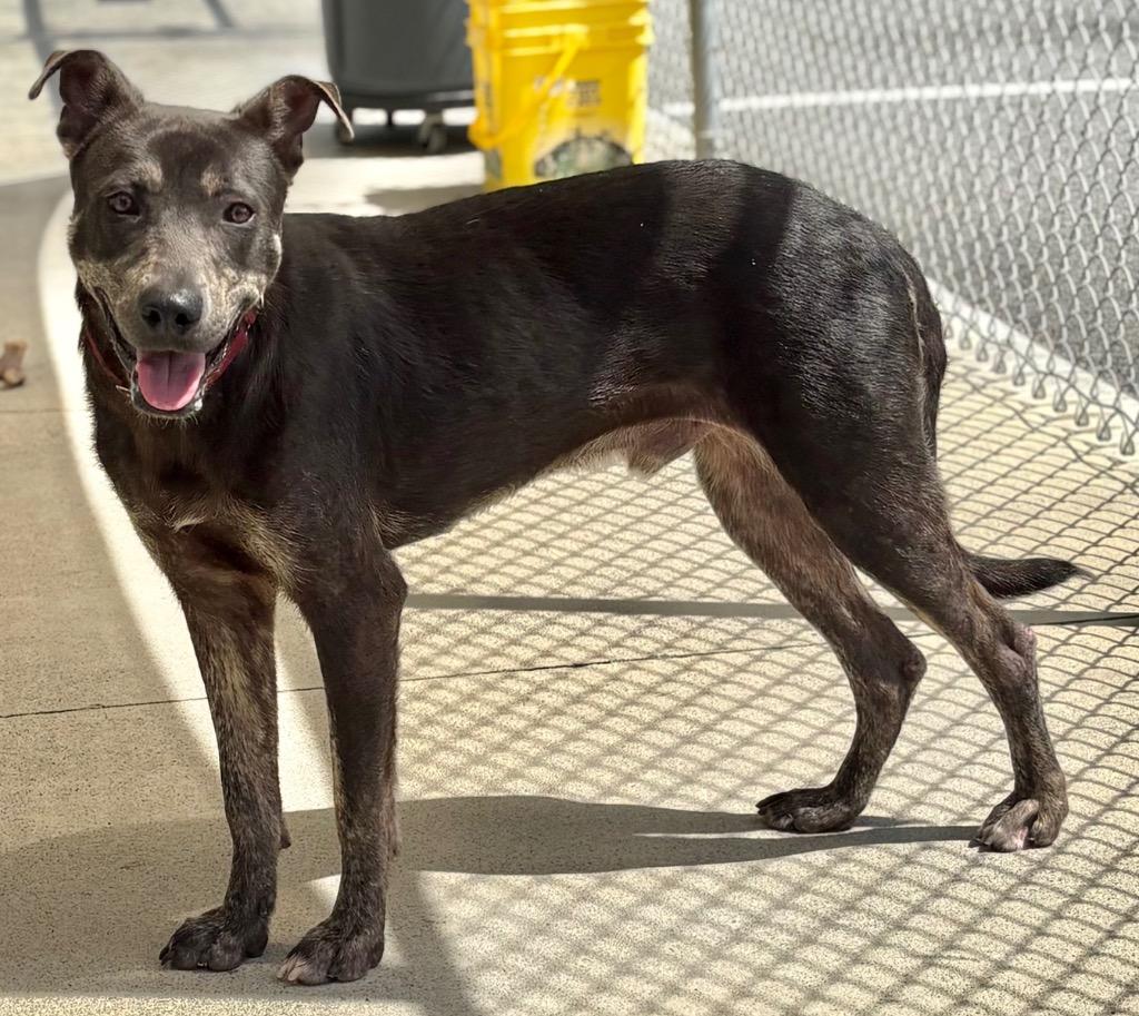 Enlarge Buddy, a Adopted mixed breed in Blountville, TN image 1/6