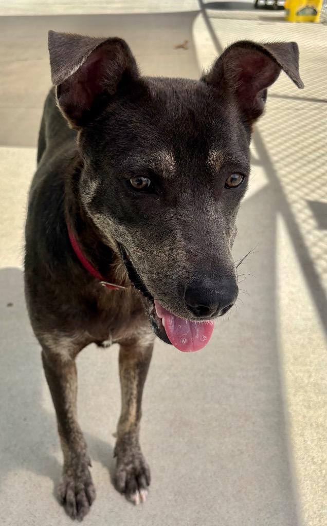 Enlarge Buddy, a Adopted mixed breed in Blountville, TN image 2/6