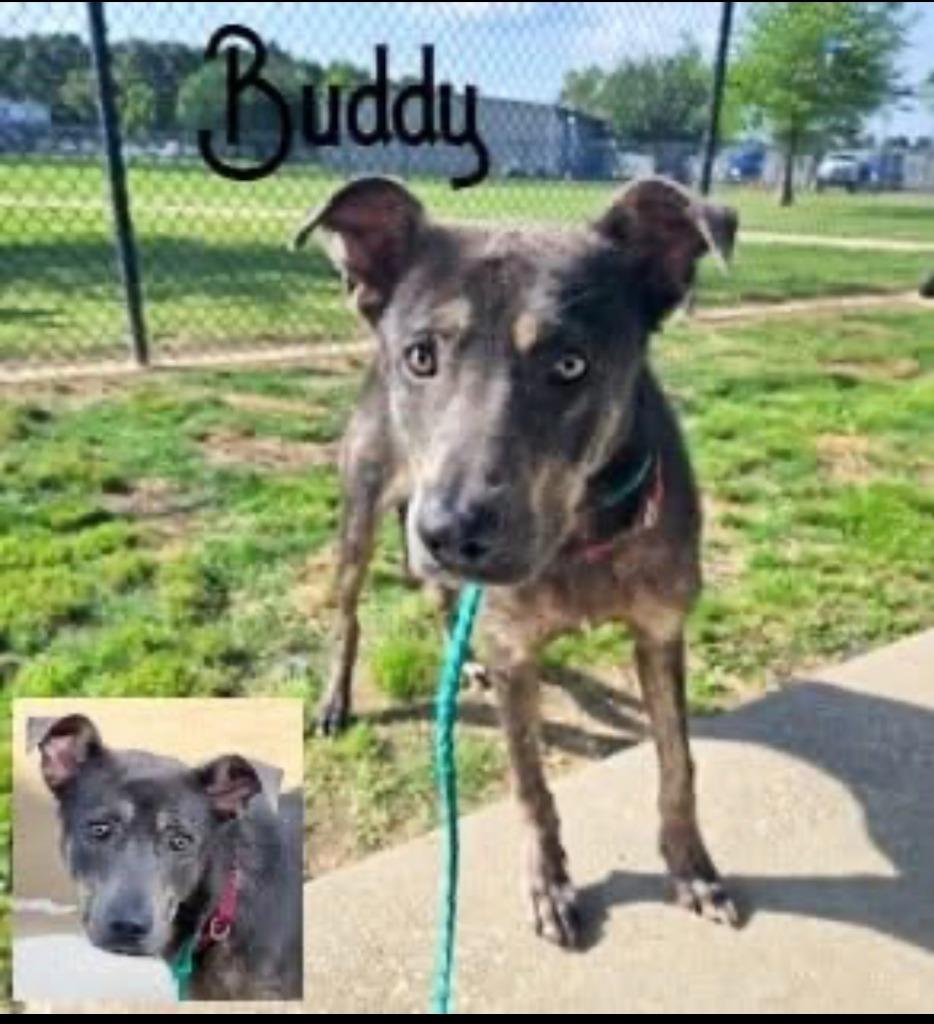 Enlarge Buddy, a Adopted mixed breed in Blountville, TN image 3/6