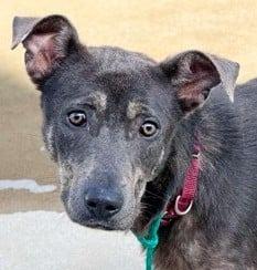 Enlarge Buddy, a Adopted mixed breed in Blountville, TN image 4/6