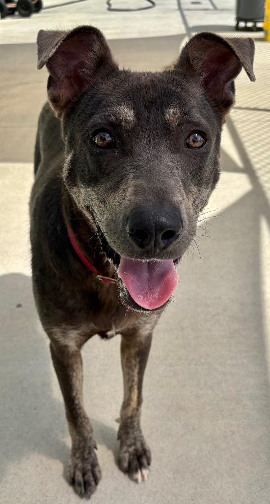 Enlarge Buddy, a Adopted mixed breed in Blountville, TN image 5/6
