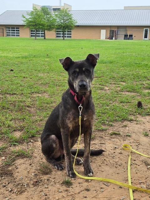 Enlarge Buddy, a Adopted mixed breed in Blountville, TN image 6/6