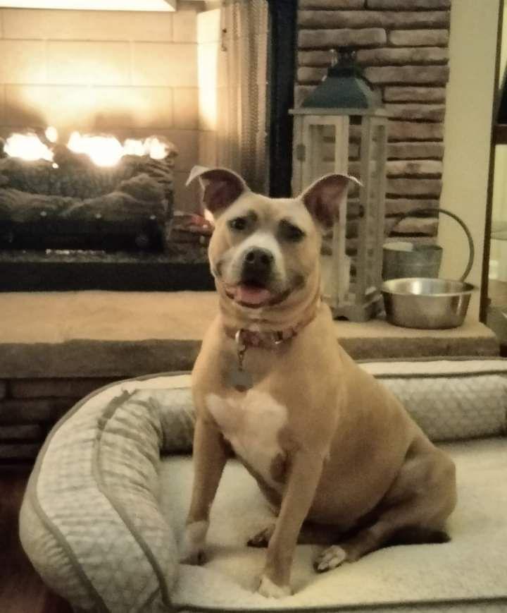 Enlarge Bonnie (bonded to Clyde), a Adoptable mixed breed in Holly Springs, NC image 3/3