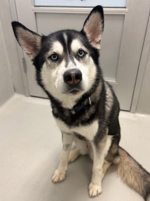 Yuki, Adoptable, Adult Female Mixed Breed.