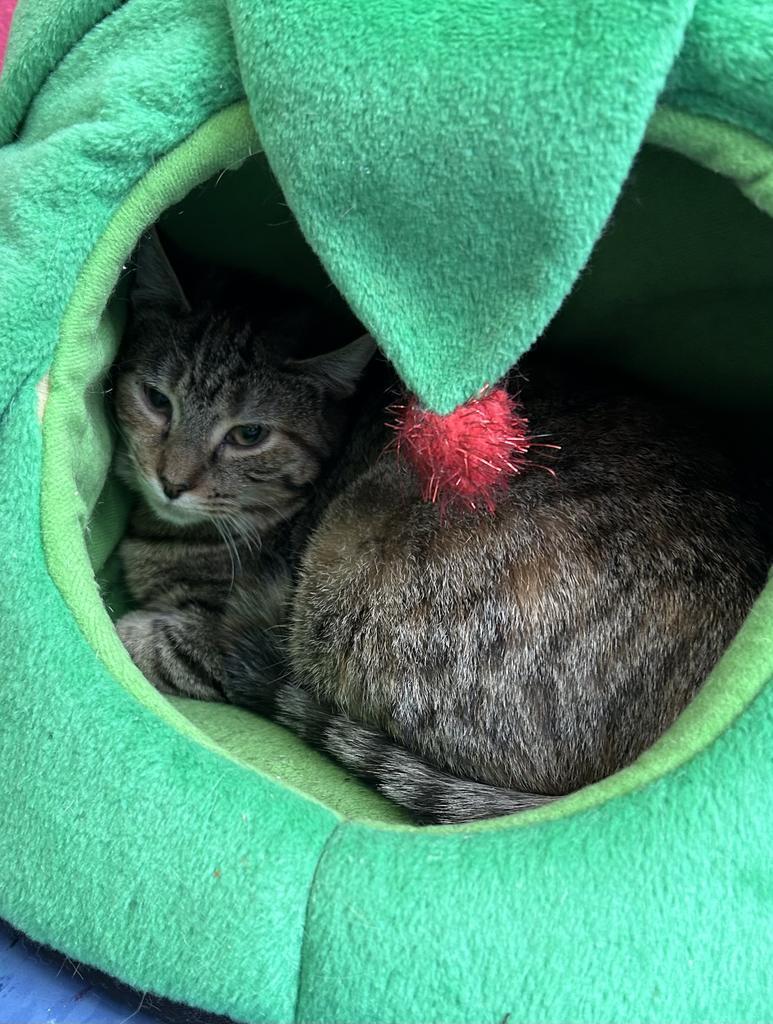 Pearl, Adoptable, Adult Female Domestic Short Hair.