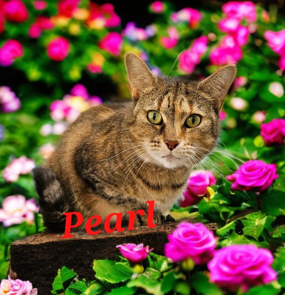 Enlarge Pearl, a Adoptable mixed breed in Jim Thorpe, PA image 3/5