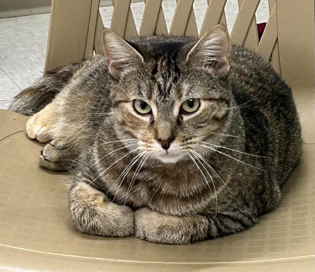 Enlarge Pearl, a Adoptable mixed breed in Jim Thorpe, PA image 4/5