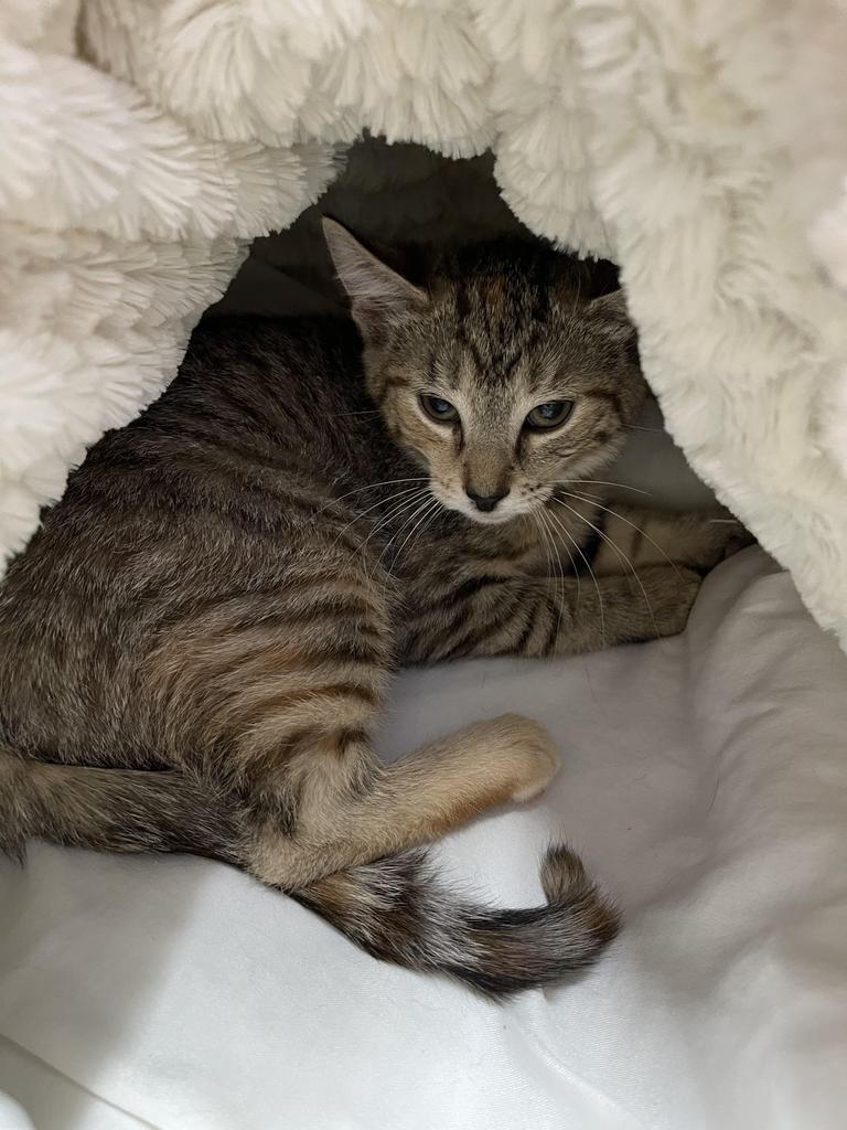 Enlarge Pearl, a Adoptable mixed breed in Jim Thorpe, PA image 5/5