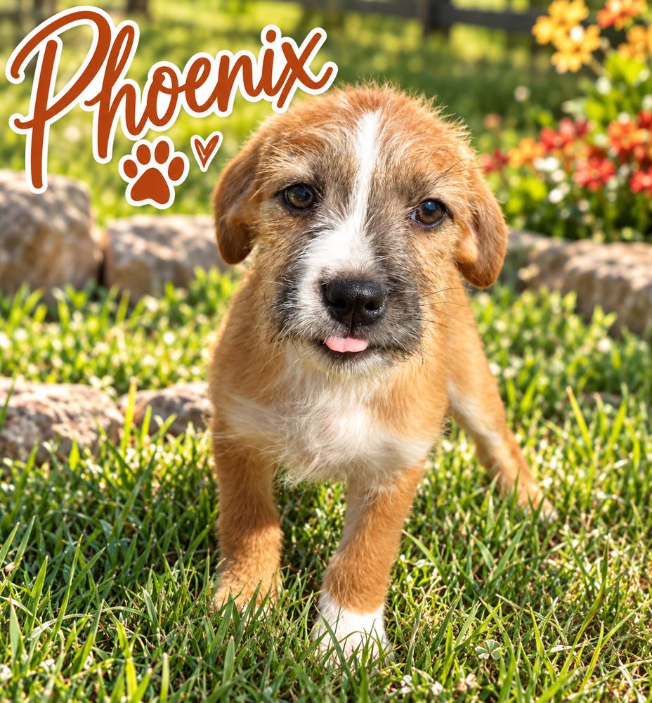 Phoenix photo